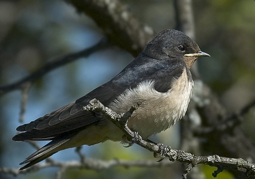 ������� ����������� ��������